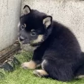 豆柴【高知県・女の子・2025年9月18日・黒】の写真3