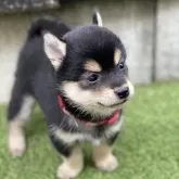 豆柴【高知県・女の子・2025年9月18日・黒】の写真3