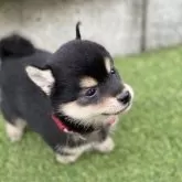 豆柴【高知県・女の子・2025年9月18日・黒】の写真6