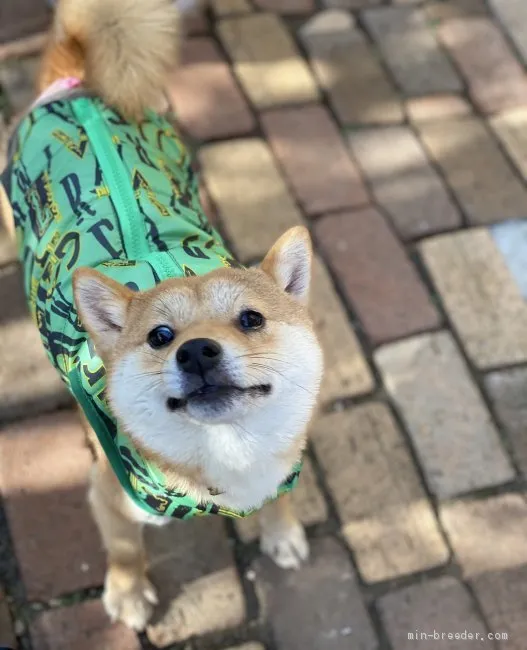 ID：2101-02102の子犬