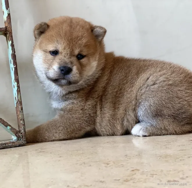 ID:2109-00235の子犬