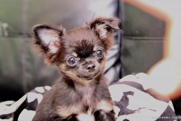 うえだ 様のお迎えした子犬