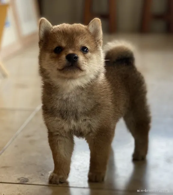 Y.S 様のお迎えした子犬