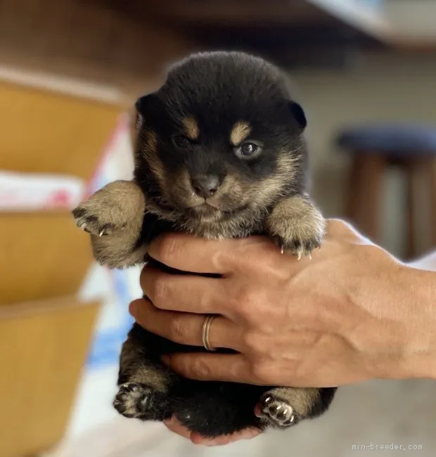 ID：2105-01721の子犬