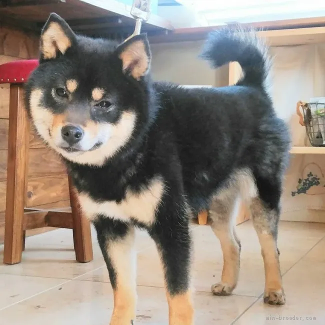 T.M 様のお迎えした子犬