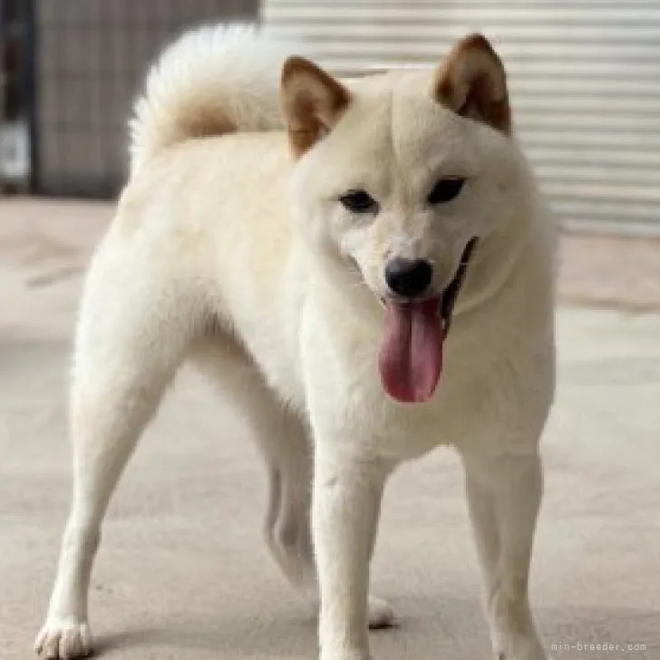 はなゆずき 様のお迎えした子犬