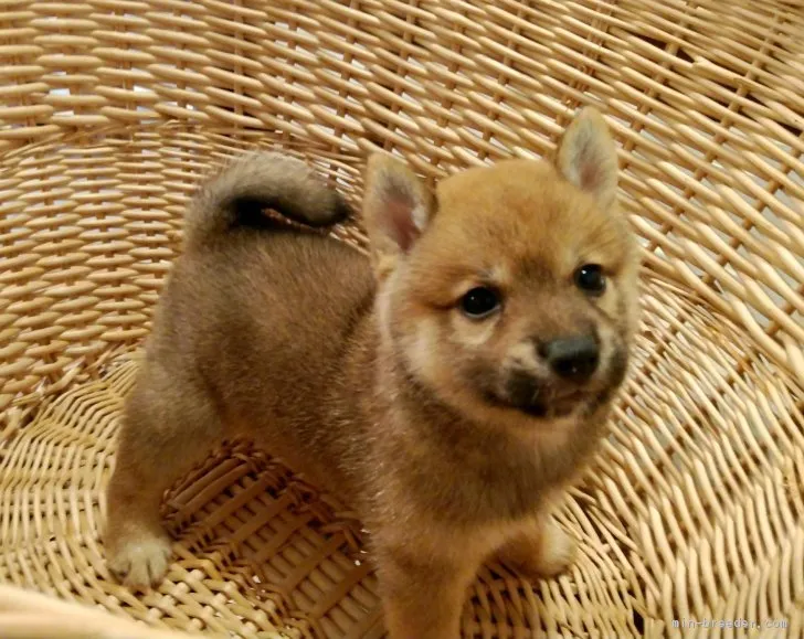 ID:1809-02567の子犬