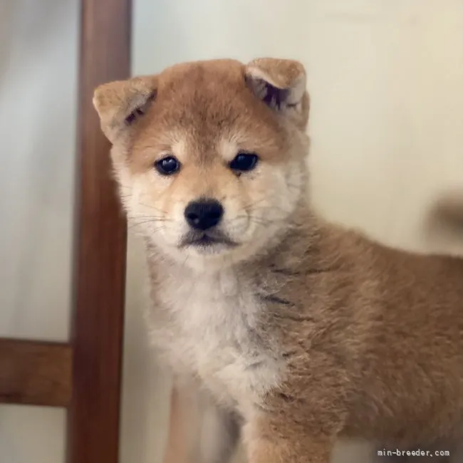 いっちゃん 様のお迎えした子犬