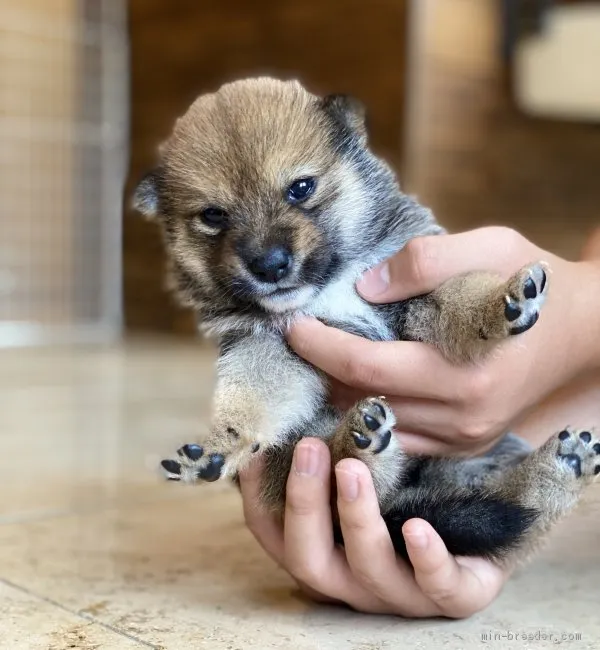 N.K 様のお迎えした子犬