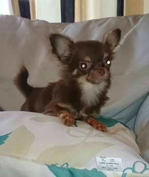 チワワ(スムース)【高知県・女の子・2013年11月22日・チョコ&ホワイト】の写真「超小型サイズ確定のレアカラーの女の子」