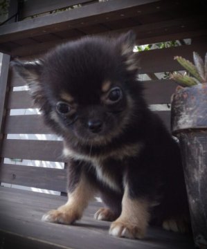 チワワ(ロング)【高知県・女の子・2012年8月27日・ブラック&タン】の写真「」