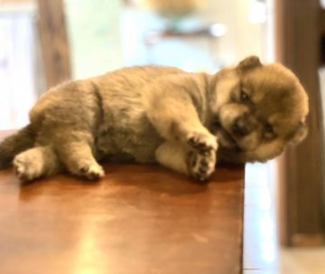 柴犬(豆柴)【高知県・男の子・2020年6月22日・赤】の写真「豆柴血統4代目の男の子」