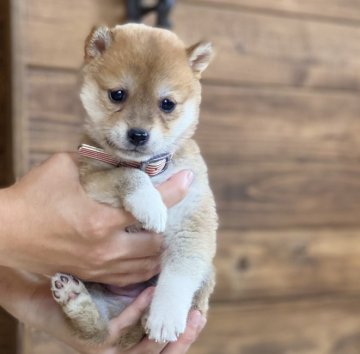 柴犬(豆柴)【高知県・女の子・2020年7月23日・赤】の写真「極小のちっちゃな女の子」
