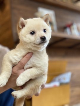 柴犬(豆柴)【高知県・女の子・2020年10月9日・白】の写真「豆柴血統5代目の女の子2」