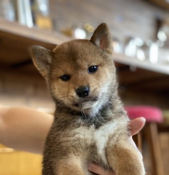 柴犬(豆柴)【高知県・男の子・2020年8月3日・赤】の写真「豆柴血統4代目の男の子」