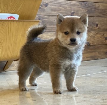 柴犬(豆柴)【高知県・男の子・2020年8月31日・赤】の写真「豆柴血統5代目の小さな男の子」
