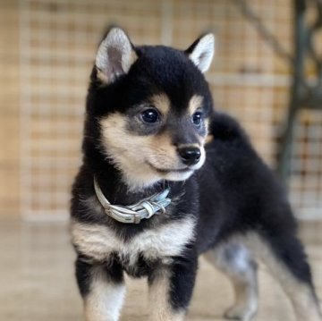 柴犬(豆柴)【高知県・女の子・2023年5月1日・黒】の写真「豆柴専門18年　豆柴血統6代目の極小女の子」