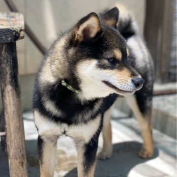 柴犬(豆柴)【高知県・男の子・2023年9月3日・黒】の写真「豆柴専門18年　8代目の極小男の子」