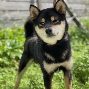 柴犬(豆柴)【高知県・男の子・2022年8月11日・黒】の写真「豆柴血統5代目の男の子」