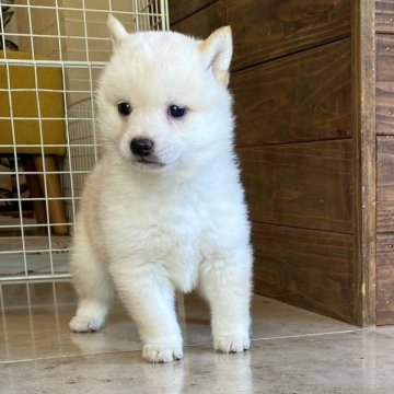 柴犬(豆柴)【高知県・男の子・2023年5月1日・白】の写真「豆柴血統6代目のまんまる顔の男の子」
