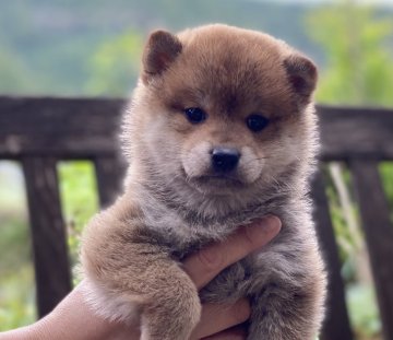 柴犬(豆柴)【高知県・男の子・2021年2月13日・赤】の写真「豆柴血統5代目の狸ちゃん」