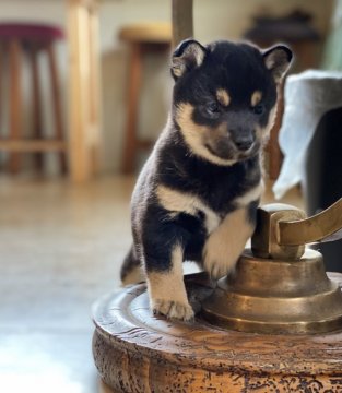 柴犬(豆柴)【高知県・男の子・2020年6月3日・黒】の写真「豆柴血統5代目の男の子」