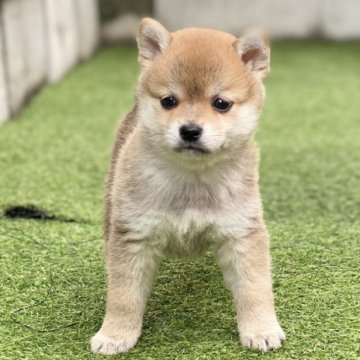 柴犬(豆柴)【高知県・男の子・2023年7月21日・白】の写真「豆柴専門18年　6代目のコロコロ男の子⑨」