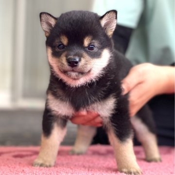 柴犬(豆柴)【高知県・男の子・2024年6月3日・黒】の写真「豆柴専門20年　6代目の極小男の子　顔立ちクッキリ」