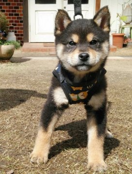 柴犬(豆柴)【高知県・男の子・2019年12月22日・黒】の写真「豆柴血統5代目の男の子」