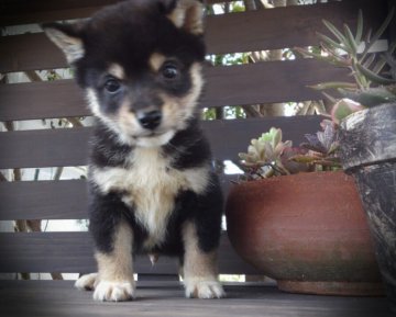 柴犬(標準サイズ)【高知県・男の子・2012年8月28日・黒(豆柴)】の写真「」