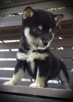 柴犬(標準サイズ)【高知県・男の子・2012年8月28日・黒(豆柴)】の写真「」