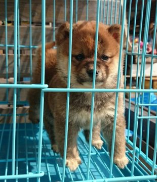 柴犬(豆柴)【高知県・男の子・2014年12月21日・赤胡麻】の写真「極少ママから産まれた男の子です」