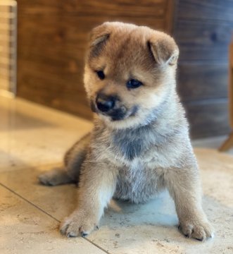 柴犬(豆柴)【高知県・男の子・2020年9月11日・赤】の写真「ムチムチ！豆柴血統4代目の男の子」