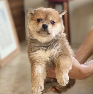 柴犬(豆柴)【高知県・男の子・2021年2月25日・赤】の写真「豆柴血統6代目狸顔の男の子赤」