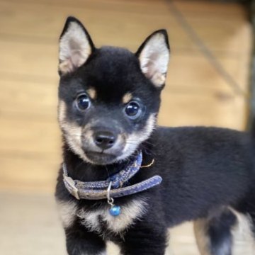 柴犬(豆柴)【高知県・男の子・2023年6月7日・黒】の写真「豆柴専門18年　豆柴血統6代目の小さな男の子」