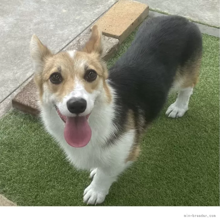 ID：2507-04267の子犬