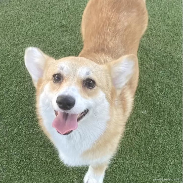 ID：2506-00448の子犬