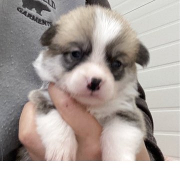 ウェルシュ・コーギー・ペンブローク【石川県・女の子・2025年5月1日・レッド&ホワイト】の写真「しっかりして凄く良い子です！」