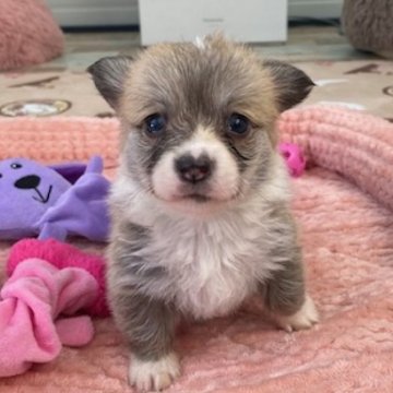 ウェルシュ・コーギー・ペンブローク【石川県・女の子・2024年10月15日・レッド&ホワイト】の写真「バランスもよく可愛いです。」