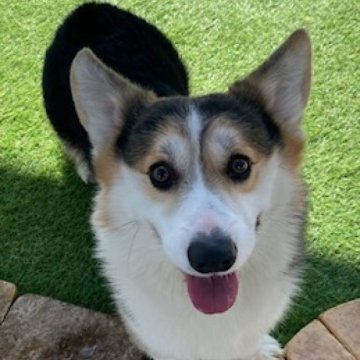 ウェルシュ・コーギー・ペンブローク【石川県・男の子・2023年6月10日・トライカラー】の写真「明るく可愛い男の子です。」