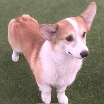 ウェルシュ・コーギー・ペンブローク【石川県・男の子・2024年10月19日・レッドアンドホワイト】の写真「キリッとお目目が可愛いです。」