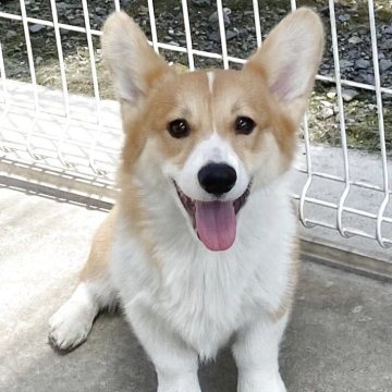 ウェルシュ・コーギー・ペンブローク【石川県・男の子・2024年10月23日・レッド&ホワイト】の写真「明るく可愛い男の子です。」