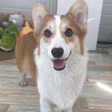 ウェルシュ・コーギー・ペンブローク【石川県・男の子・2024年10月19日・レッド アンド ホワイト】の写真「元気いっぱいです！」