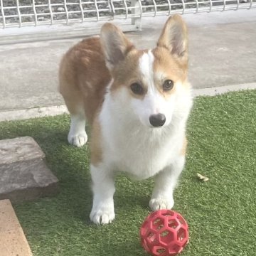 ウェルシュ・コーギー・ペンブローク【石川県・女の子・2024年10月19日・レッドアンドホワイト】の写真「ちっちゃくてとても可愛いです。」