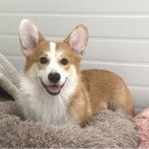 ウェルシュ・コーギー・ペンブローク