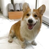 ウェルシュ・コーギー・ペンブローク