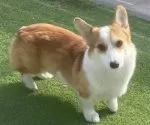 ウェルシュ・コーギー・ペンブローク【石川県・女の子・2024年10月19日・レッドアンドホワイト】の写真2