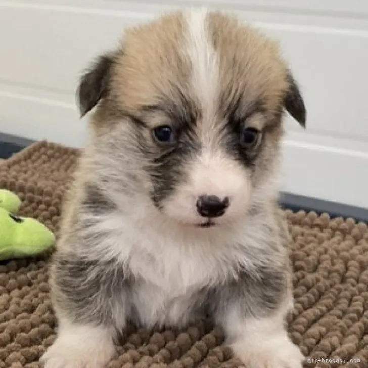 ID：2307-00987の子犬