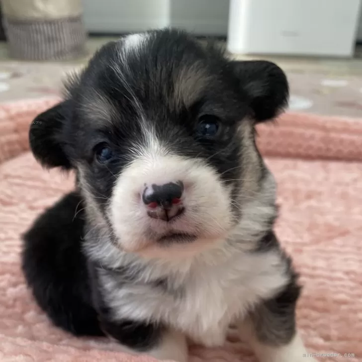 ID：2403-04293の子犬