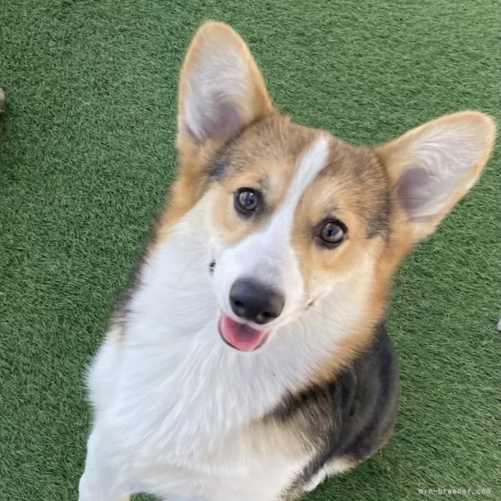 ID：2404-03865の子犬